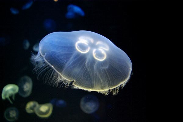 musikfortsetzen:  Aurelia aurita (also called the moon jelly, moon jellyfish, common