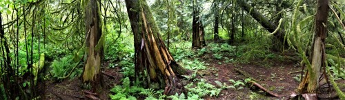 cherenkovbouquet:Went for a shortish patrol to a corner of the swamp today. Haven’t been down ther