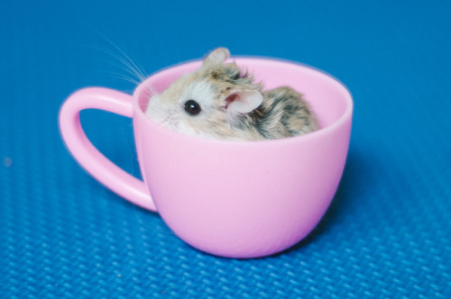 i ♡ hamsters adult photos