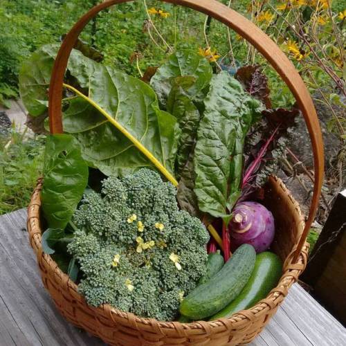 Today’s garden glory! #Chard #broccoli #kohlrabi #cucumbers #zucchini