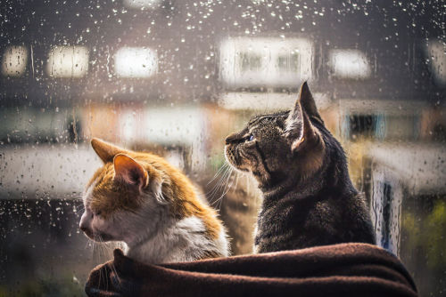 culturenlifestyle: Cute Cat Photography Staring Out the Rainy Scenery by Felicity Berkleef 21-year-o