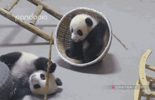 giantpandaphotos:  © PandaPia.