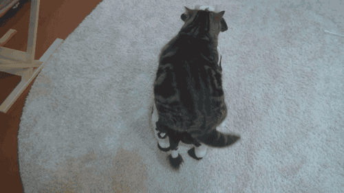 gifsboom:  Maru sleeping on a cow. [video]