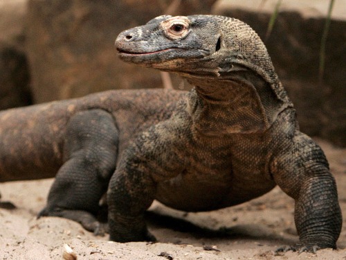 Komodo Dragon...