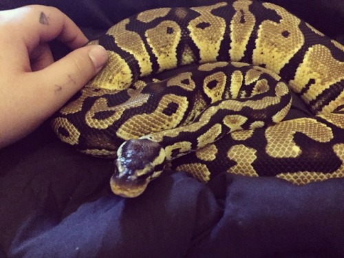 khalthedrogosnake: My little baby is getting so big! And so active! Too bad the apartment is getting