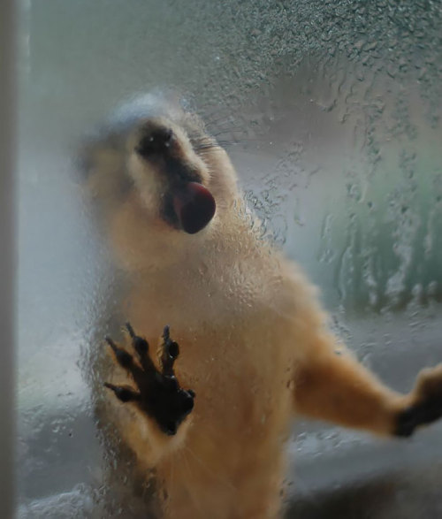 boredpanda:  20+ Animals Licking Glass That Look Absolutely Silly  