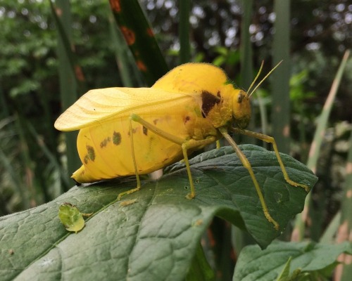 onenicebugperday: African bladderhopper, Bullacris membracioides, Pneumoridae, AcridideaFound in so