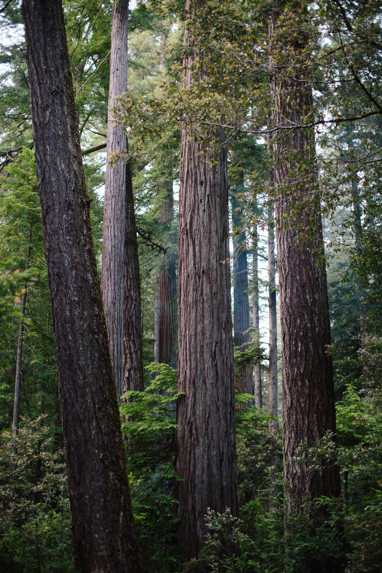kasieisdell:Redwoods | California