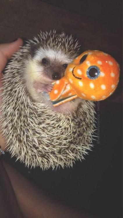 chloebartrum:If your sad today, here’s a picture of a hedgehog cuddling a toy octopus :)