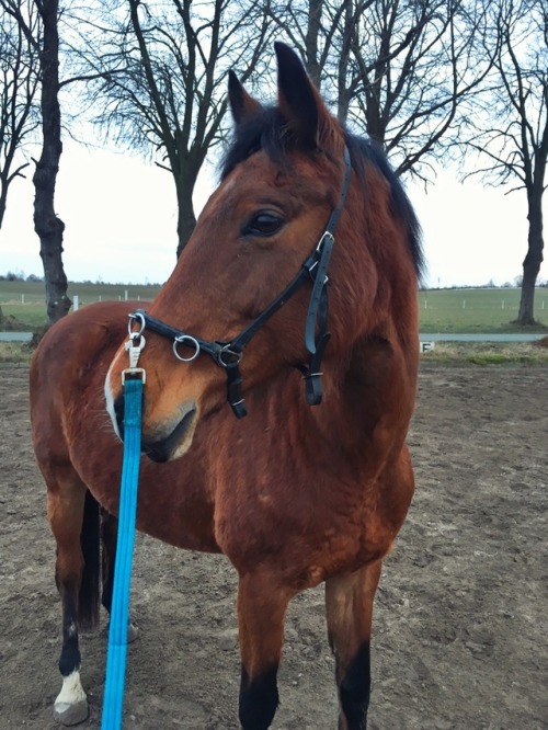 onestrideahead:Lunged the fluff monster today.