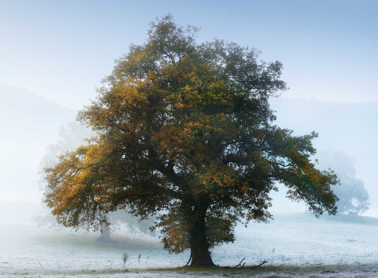 sapphire1707:  the great oak | by marveros | http://ift.tt/1x5pD1r 