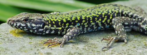 Just found out about the non-native colony of wall lizards living around The Old Fort in Shoreham, S