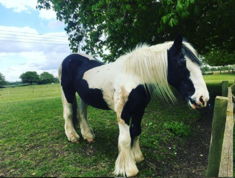 Anggitay Are Creatures From Philippine Mythology. Said To Have The Lower Half Of A Horse, And The Upper
