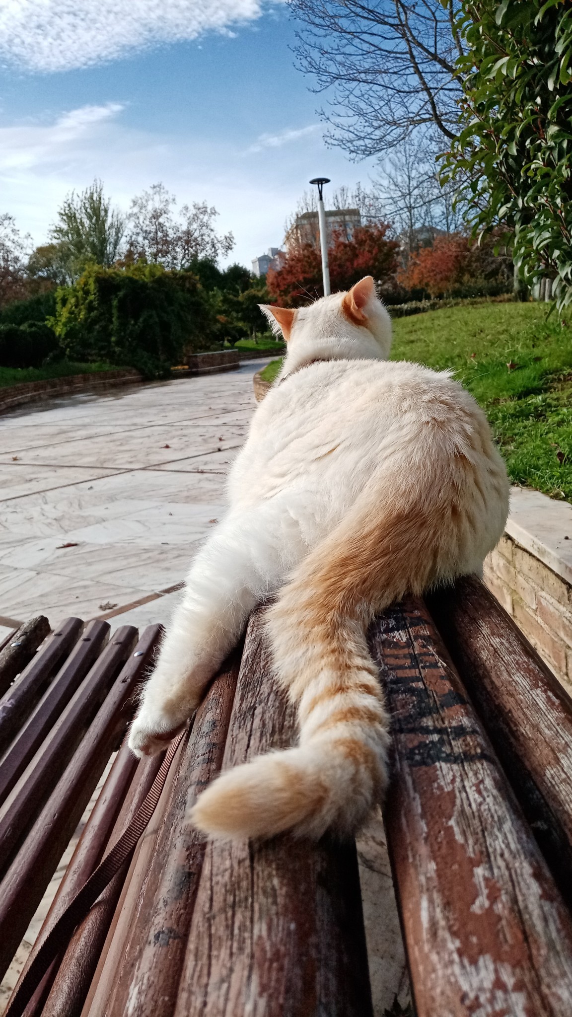 A photo of a white cat with cream colored ears and a ringed tail laying down on the back of a wooden bench, enjoying the autumnal sun. The pic is taken from behind, so most of it is the cat’s tail and a leg he left hanging. His ears are turned backwards listening for something, but he faces forward with his head slightly raised, smelling the air