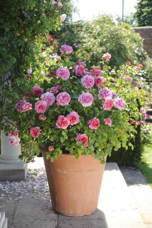 Princess Alexandra of Kent in terracotta pot #DavidAustin #DavidAustinRoses