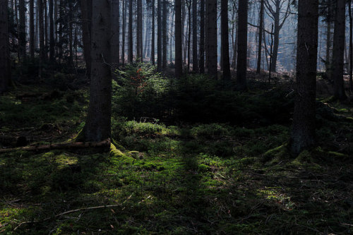 Wald TV / Forest TV by Netsrak on Flickr.