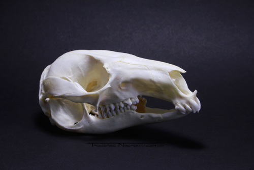 triggerednecromancer:Wallaby skulls are freakin’ wild.