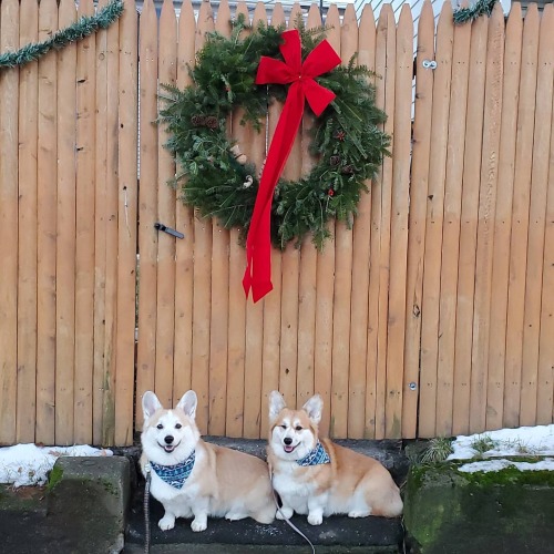 Today is rainy and gross, but the corgis always manage to bring some cheer. #machetecorgez #knivesth