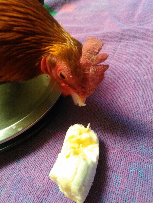 madnessmadness:chickenkeeping:wingleader:Good Boys get bananas. This wee one-and-a-half pound bantam