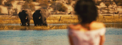 Wildest Dreams // Taylor + Animals