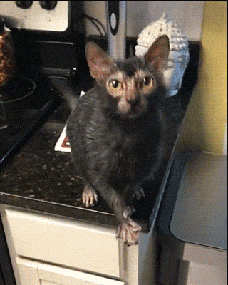 alexclimax: catsbeaversandducks:  ghostworshiper:  dietmountainmadewka:  gunthatshootsennui: