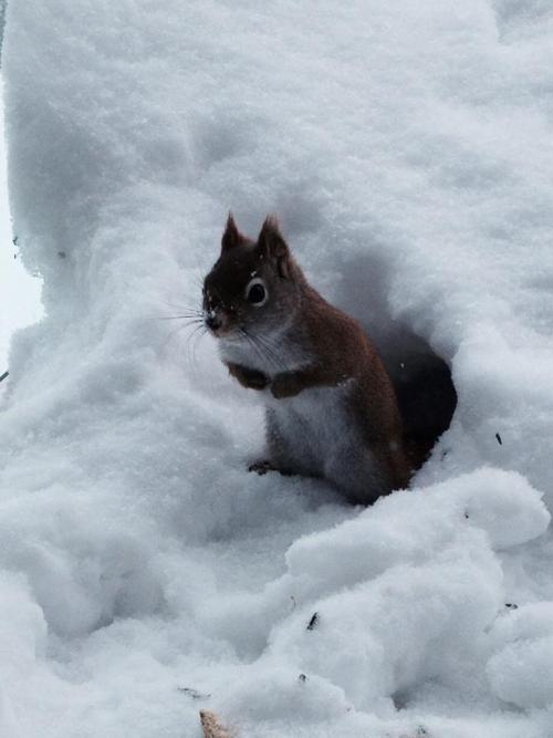 awwww-cute:This little guy is the reason i bought a 10 pound peanut bag. I feed him every morning omw to school