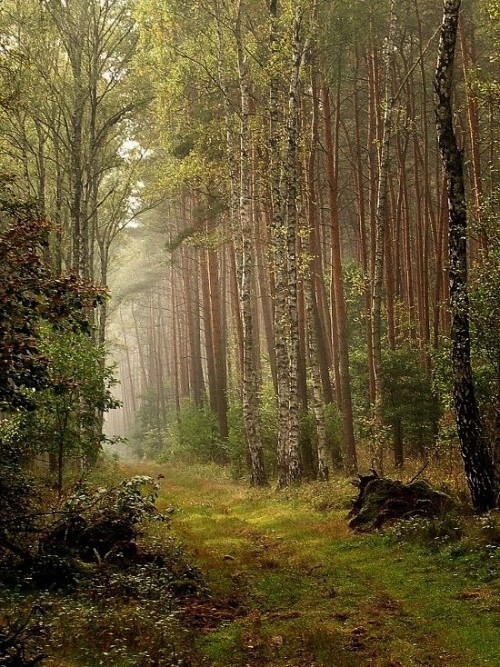 kevwil: &ldquo;forest&rdquo; by kaugustster (500px.com/photo/48448364)