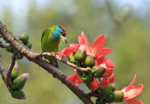 Blue-throated barbet (Psilopogon asiaticus)