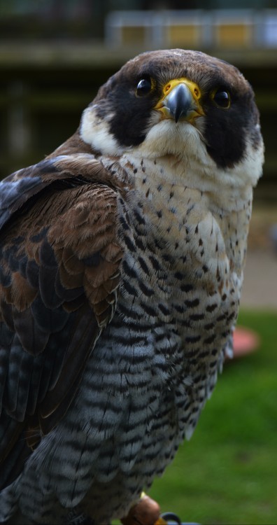 birds-of-prey-daily:Axel the FalconBy pixtours.tumblr.com/