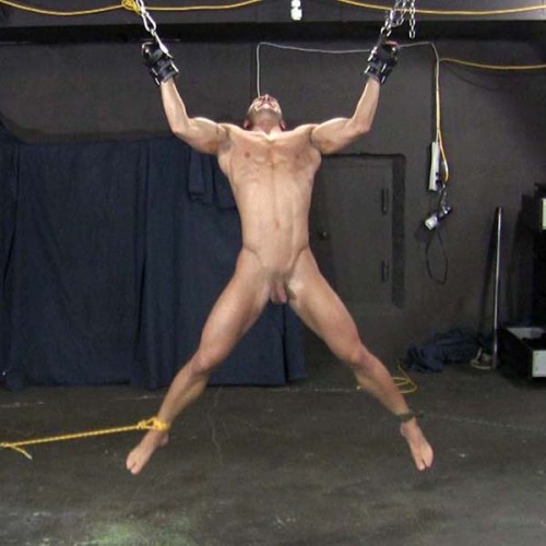 Porn Pics Hot muscle stud suspended and spreadeagled,