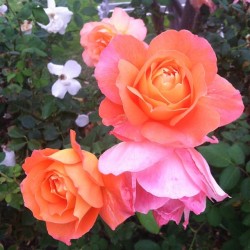 glassolive:  LA roses &lt;3 #nofilter #justbeautiful