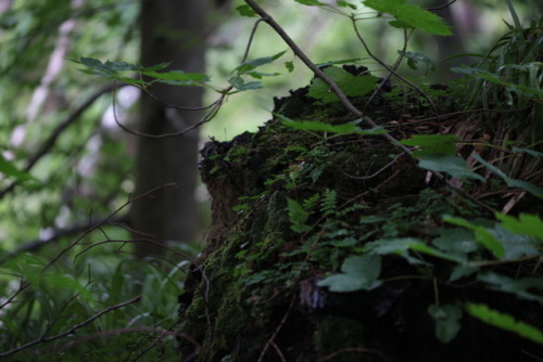 naturalxcauses:visit my page for more nature