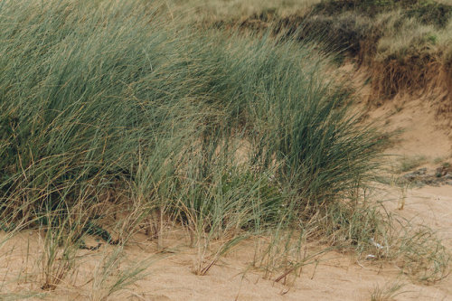 robert-hadley:Grassy sand dunes by Haarkon