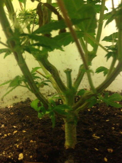 agreatgreenwizard:  Last week, week eleven, just waiting for the heads to ripen up, then the cut!