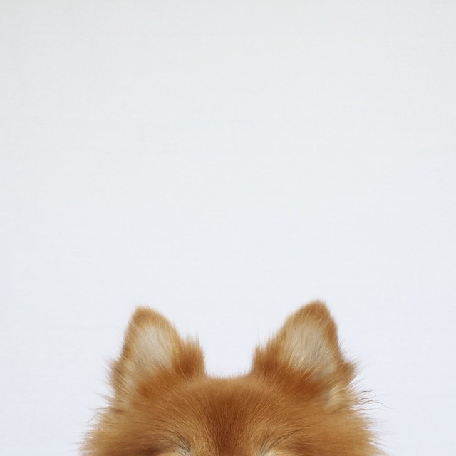 thefluffingtonpost:  PHOTO OP: Pom Ears Via brisa_garciaa. Love animals as much as