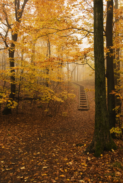 wanderthewood:Gatineau Park, Quebec, Canada by eyelitphoto