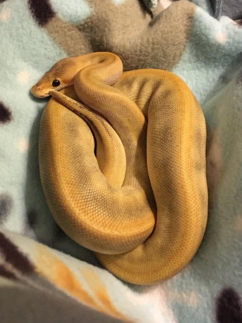 My gorgeous new Champagne/Pinstripe, Perignon! My goodness, he&rsquo;s beautiful! He&rsquo;s