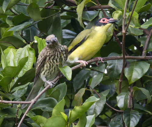 oceaniatropics:Female and male Australasian Figbird pair, Bellender Kerr Range, Queensland, Australi