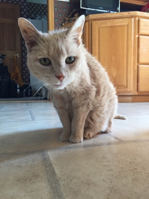 awwww-cute:  This little lady is still looking pretty sweet at 17 (Source: http://ift.tt/1GXZ6uC)