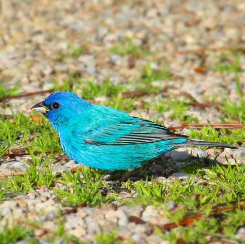 Indigo Bunting - One of four on my Woods Hole walk this morning. #indigobunting #bunting #indigo #bi