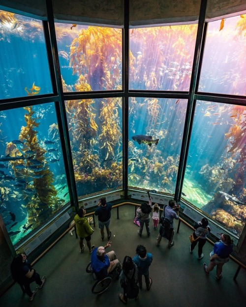 69shadesofgray: Monterey Bay Aquarium 