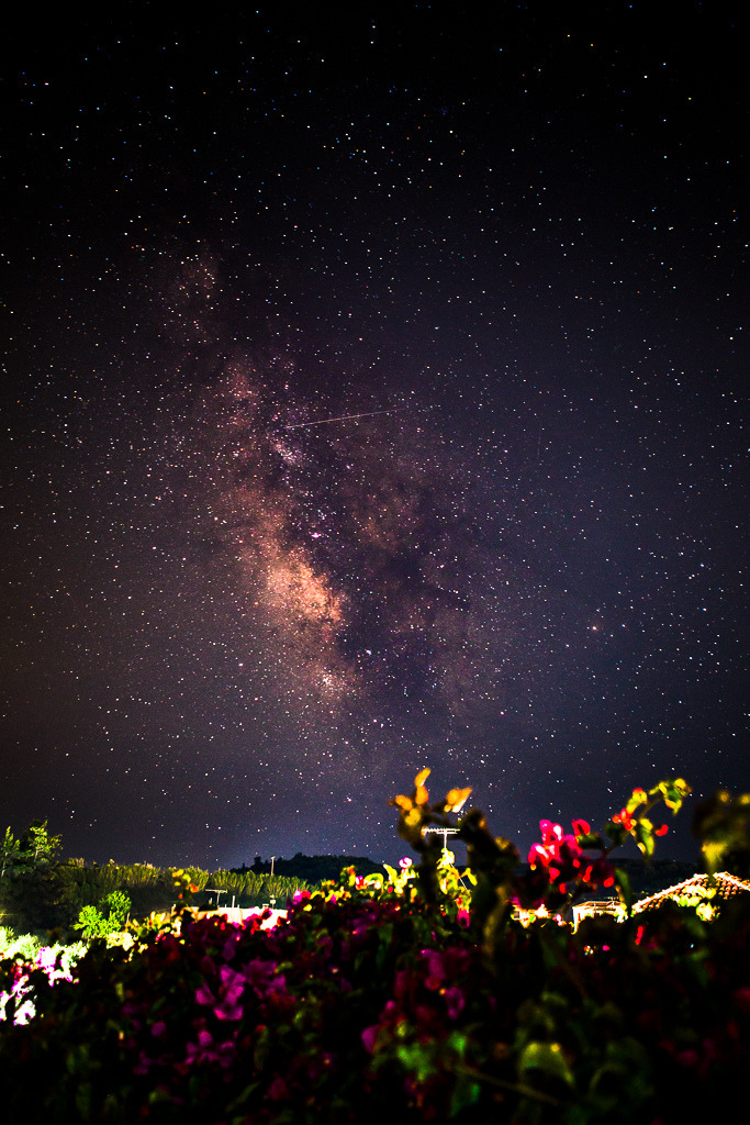 galaxyshmalaxy:Milky way and flowers (by andershanssen@me.com)  AMAZING