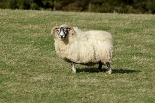 There are still no lambs to be seen in the fields. Yesterday we did a full patrol of the farm’