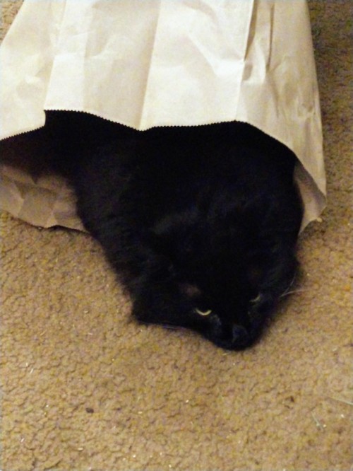 Sad Cat Slug