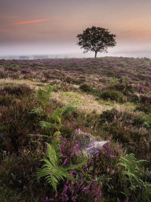 Hallickshole Hill by Damian Ward New Forest, Hampshire.twitter | 500px | behance | vsco | about.me