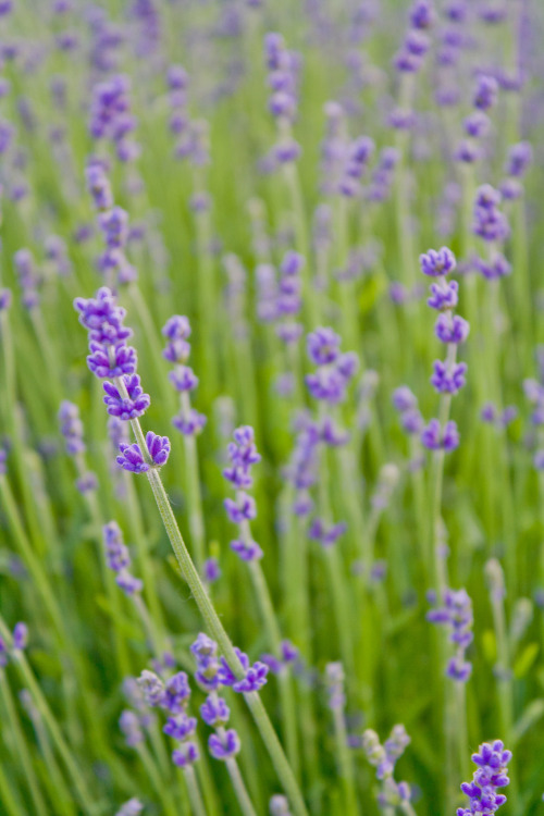 blooms-and-shrooms:   	Lavender by weeling ng    	Via Flickr: 	 