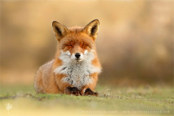 redwingjohnny:  Zen Fox 3.0 by Roeselien Raimond on Flickr.