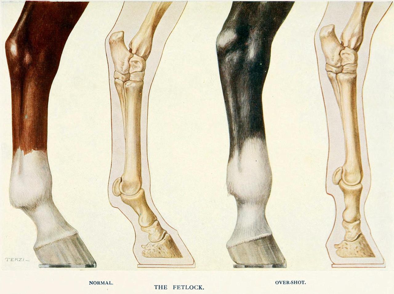 Overshot fetlock (“knuckling over”) in the horse
“Knuckling over”, or upright fetlock joints in the horse, is usually caused by a congenital tendon deformity, where the tendons are too short. This causes considerable pain and weakness in otherwise...