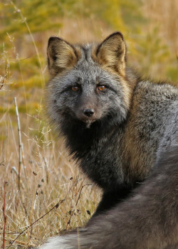 llbwwb:  Red Fox…#10 (by Blackcat Photography)