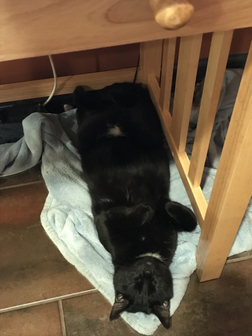 This is what lurks under my desk.(submitted by @savagepassion)